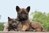 CHAT ET LAEKENOIS 013